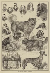 Die königliche Hundeschau in Dorchester